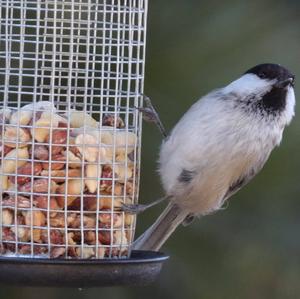 Willow Tit