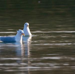 Mew Gull