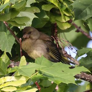 European Greenfinch