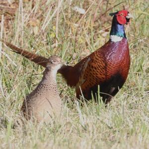 Common Pheasant