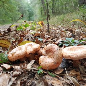 False Saffron Milk Cap