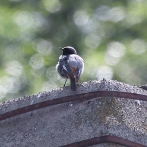 Black Redstart