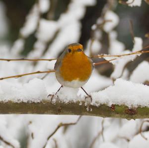 European Robin