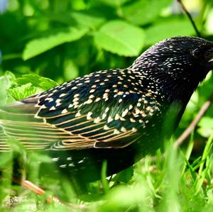 Common Starling