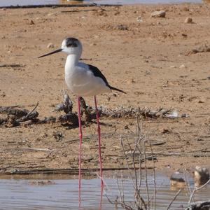 Black-winged Stilt