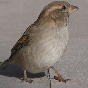 House Sparrow