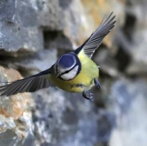 Blue Tit