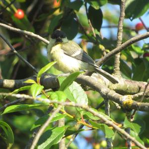 Great Tit