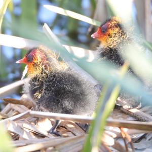 Common Coot