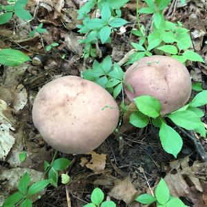 Bitter Bolete