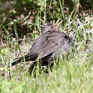 Eurasian Blackbird