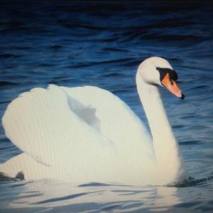 Mute Swan