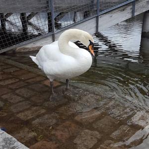 Mute Swan