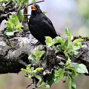 Eurasian Blackbird