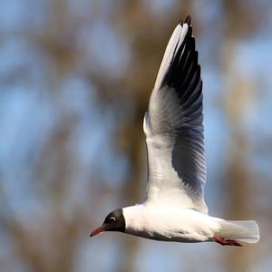 Black-headed Gull