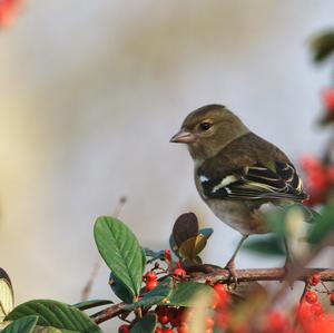 Eurasian Chaffinch