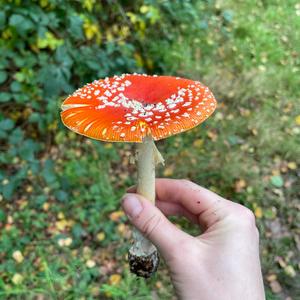 Fly Agaric