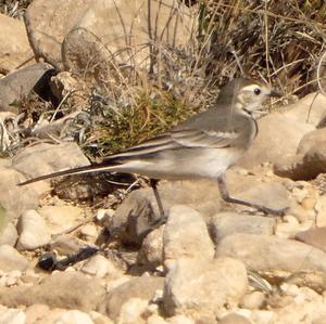 White Wagtail