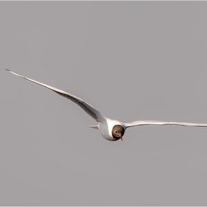 Black-headed Gull