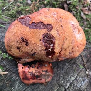 Beefsteak Polypore