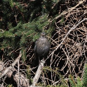 Eurasian Blackbird