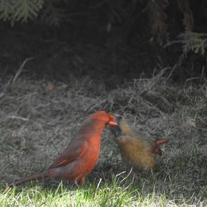 Northern Cardinal