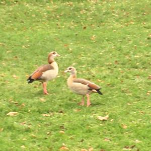 Egyptian Goose