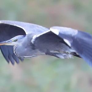 Grey Heron