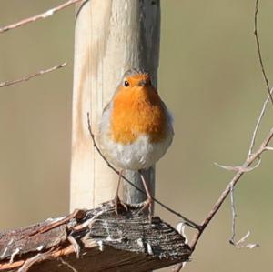 European Robin