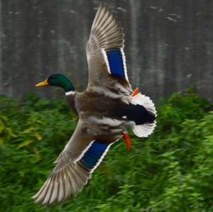 Mallard