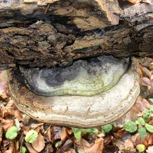 Tinder Polypore