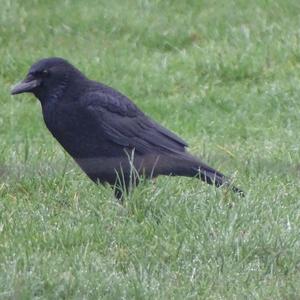 Carrion Crow