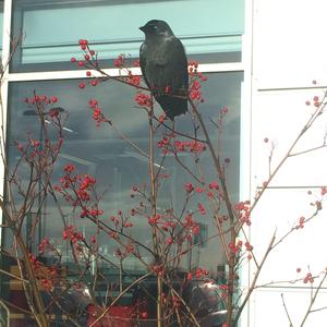 Eurasian Jackdaw