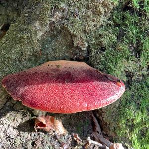 Beefsteak Polypore