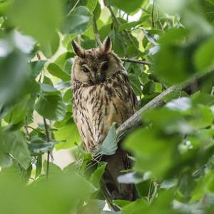 Long-eared Owl