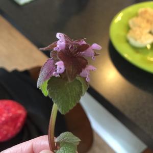 Unknown Species