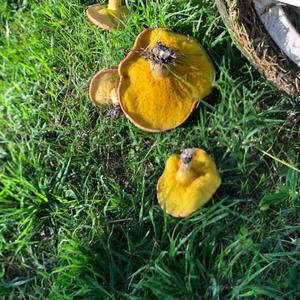 Dotted-stalk Bolete