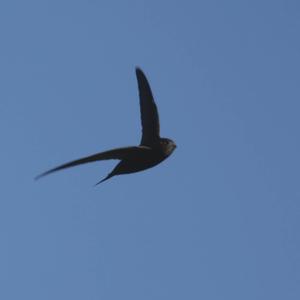 Common Swift