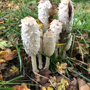 Shaggy Mane