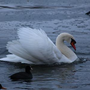 Mute Swan