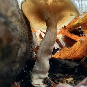 Sweetbread Mushroom