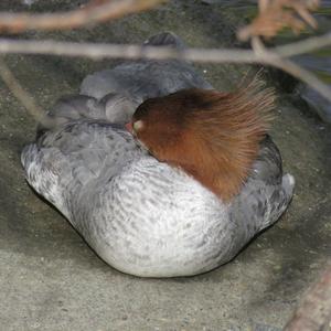 Common Merganser