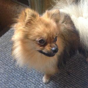 Pomeranian