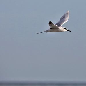 Royal Tern