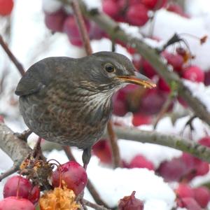 Eurasian Blackbird