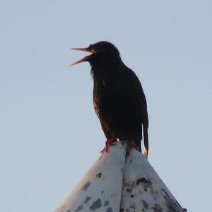 Common Starling