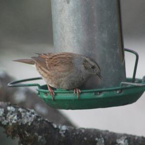 Hedge Accentor