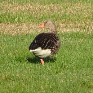 Greylag Goose