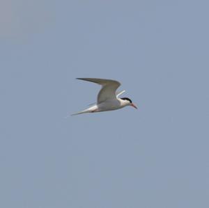 Common Tern