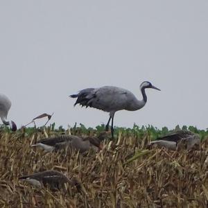 Common Crane